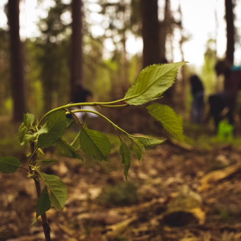 d8d507_8449e1e33f704a1b8fecf99696dcc5f2~mv2